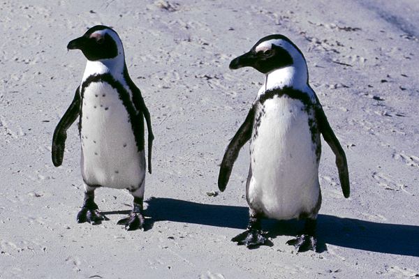 Pinguine in Südafrika