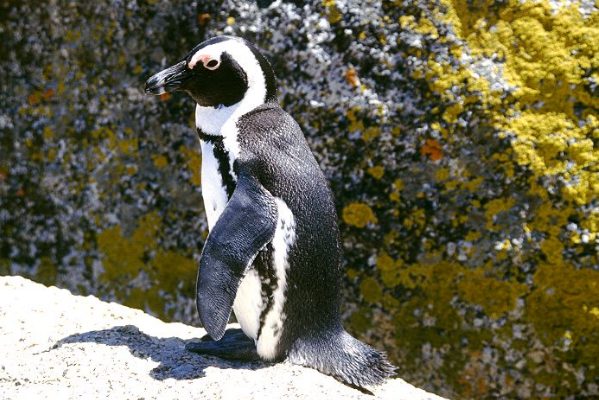 Pinguine in Südafrika