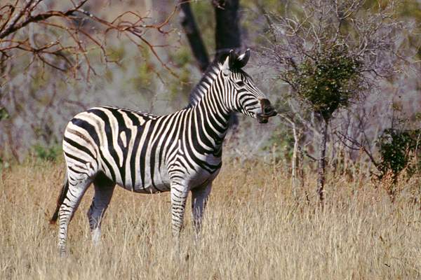 Zebras in Südafrika